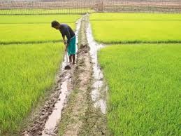 FM’s Day 3 stimulus: Agriculture, allied activities get Rs 1.5-trillion package.