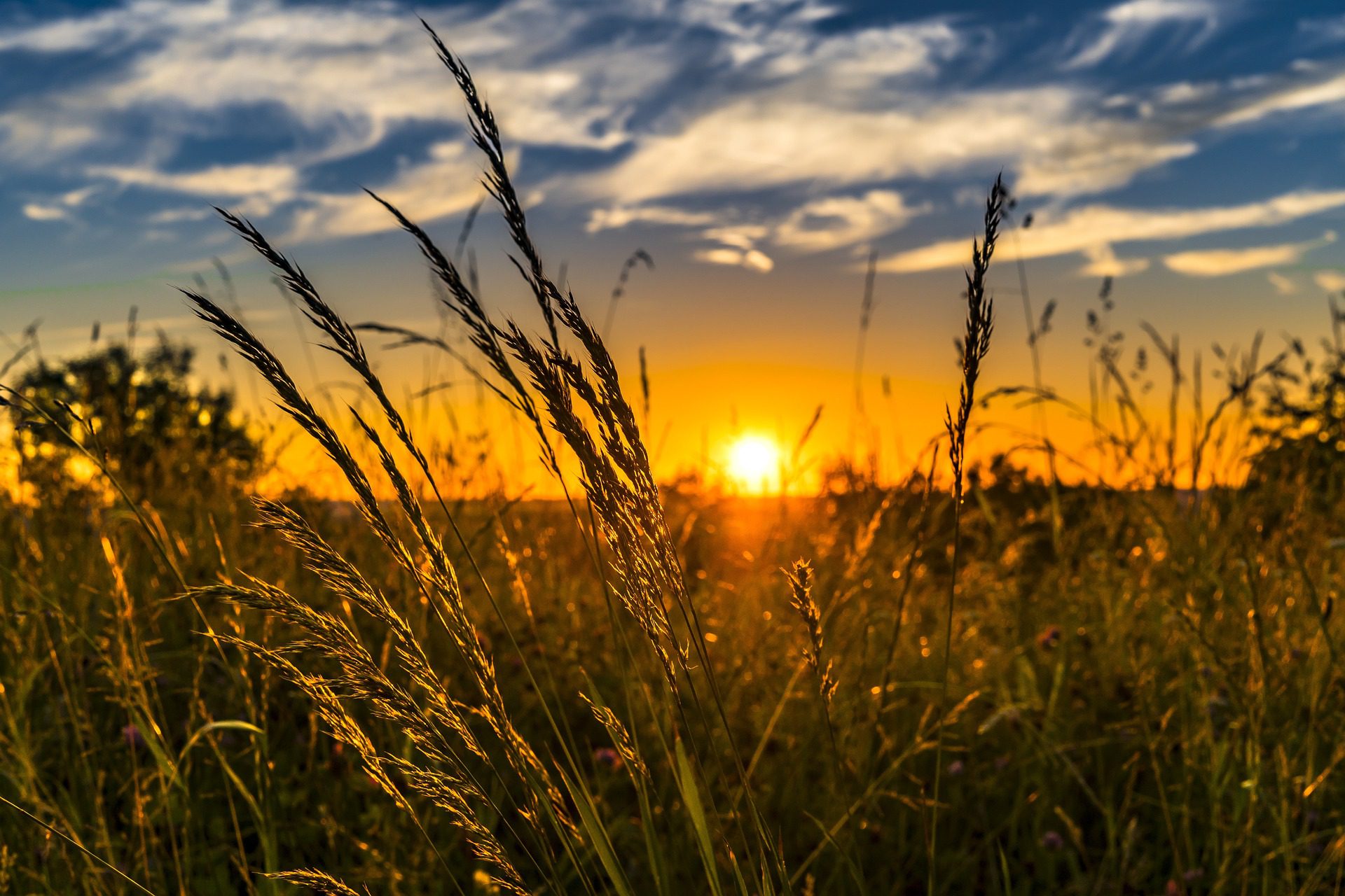Indo-US Cooperation in Agriculture