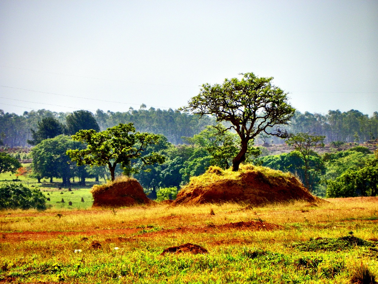 Global Push to Criminalize Ecocide