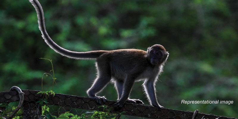 Hong Kong Reports 1st Human Case of Monkey B Virus